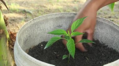 Biber yetiştiren bir biber çiftçisi siyah humus toprağı kullanıyor, tencereye organik biber ekiyor.