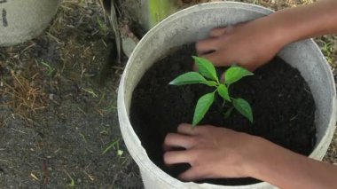 Biber yetiştiren bir biber çiftçisi siyah humus toprağı kullanıyor, tencereye organik biber ekiyor.