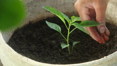 Biber yetiştiren bir biber çiftçisi siyah humus toprağı kullanıyor, tencereye organik biber ekiyor.