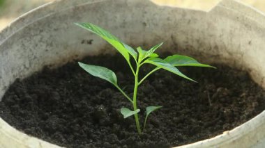 Küçük biber bitkileri küçük saksılarda yaşar ve verimli siyah humus toprağına ekilir. Evin etrafında bahçeler, bahçeler, yeşil ev konsepti.