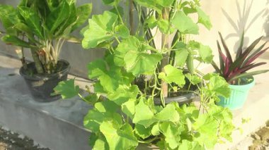 Genç salatalık, yeşil ev, çiçek ve meyve, salatalık melo evin bahçesine ekilen bir tür salatalık bitkisidir.