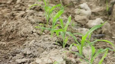 Tatlı mısır ya da Zea mays saccharata Sturt, tarladaki genç mısır bitkileri, verimli topraklarda yaşayan genç mısırlar.