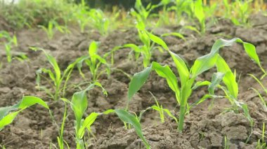 Tatlı mısır ya da Zea mays saccharata Sturt, tarladaki genç mısır bitkileri, verimli topraklarda yaşayan genç mısırlar.