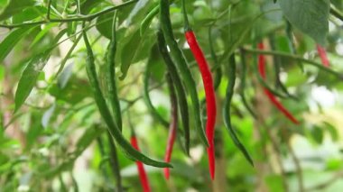 Kıvırcık kırmızı biber veya Capsicum Annum L, farklı olgunlukta meyve üreten kıvırcık kırmızı biber bitkisi.