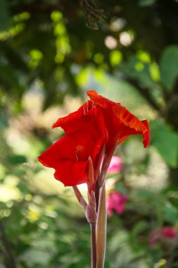 İndika çiçeği ya da Canna Ciciar 'ı yükseltir, bahçeye ekilir ve güzel kırmızı çiçekler yetiştirilir.