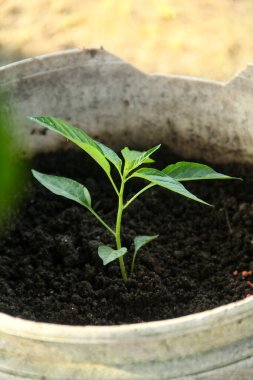 Siyah humus toprağında yaşayan organik biber bitkileri, evin bahçesine ekilen biber bitkileri.