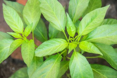 Siyah humus toprağında yaşayan organik biber bitkileri, evin bahçesine ekilen biber bitkileri.
