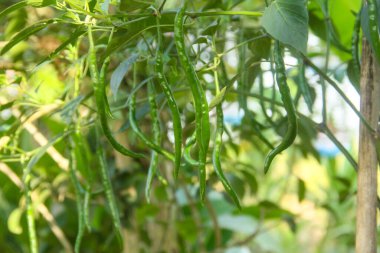 Yeşil biberli kırmızı biber bitkisinin canlı görüntüsü, ağaçta asılı yeşil biberler ve sabah güneşiyle aydınlanan