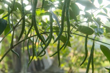 Yeşil biberli kırmızı biber bitkisinin canlı görüntüsü, ağaçta asılı yeşil biberler ve sabah güneşiyle aydınlanan