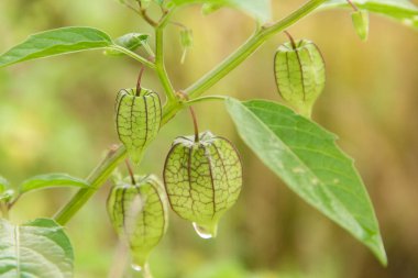 Kuru pirinç tarlalarının çevresinde yetişen Physalis angulata veya Ciplukan