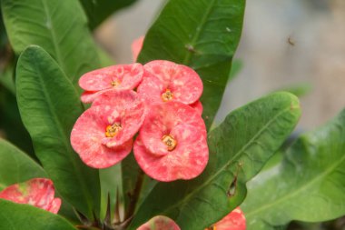 Euphorbia milli, çiçek açan kırmızı öforbi çiçeği kırmızıdır ve gün ışığıyla aydınlatılır.