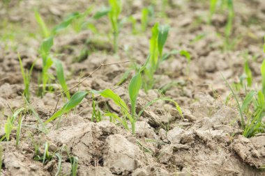 Tatlı mısır ya da Zea mays saccharata Sturt, tarladaki genç mısır bitkileri, verimli topraklarda yaşayan genç mısırlar.