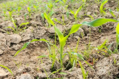 Tatlı mısır ya da Zea mays saccharata Sturt, tarladaki genç mısır bitkileri, verimli topraklarda yaşayan genç mısırlar.