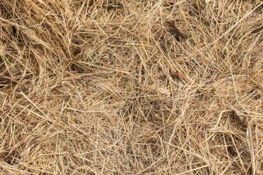 Saman tam çerçeve, tarımsal bir alanda kuru saman dokulu arka plan, pirinç tarlasında kuru saman doğal arka plan