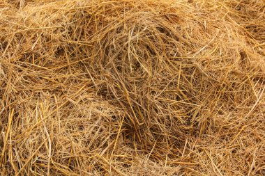 Saman tam çerçeve, tarımsal bir alanda kuru saman dokulu arka plan, pirinç tarlasında kuru saman doğal arka plan