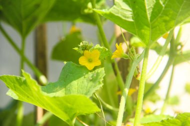 Genç salatalık, yeşil ev, çiçek ve meyve, salatalık melo evin bahçesine ekilen bir tür salatalık bitkisidir.