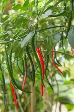 Kıvırcık kırmızı biber veya Capsicum Annum L, farklı olgunlukta meyve üreten kıvırcık kırmızı biber bitkisi.