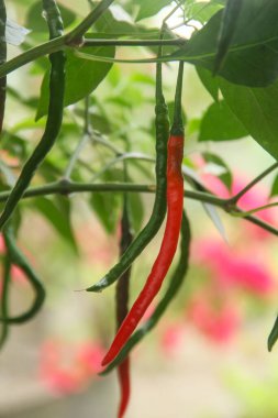 Kıvırcık kırmızı biber veya Capsicum Annum L, farklı olgunlukta meyve üreten kıvırcık kırmızı biber bitkisi.