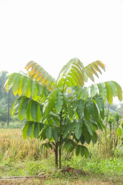Matoa ağacı ya da Pometia pinnata Sabah güneşi altında yetişir
