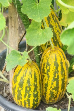 Salatalık melo ya da salatalık melo L. var. Reticulatus Naudin ya da timun suri, olgun timun suri ağaçlarda olgunlaşır, timun suri bitkileri evin etrafındaki saksılarda.