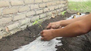 Chili çiftçileri bahçelerindeki küçük bir alana küçük acı biber tohumları ekiyorlar.