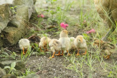 Bir tavuk ya da Gallus gallus domesticus. Otların arasında yavrularıyla yiyecek arıyor.