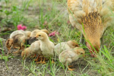 Bir tavuk ya da Gallus gallus domesticus. Otların arasında yavrularıyla yiyecek arıyor.