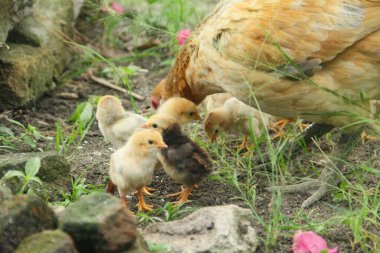 Bir tavuk ya da Gallus gallus domesticus. Otların arasında yavrularıyla yiyecek arıyor.