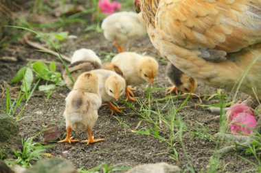 Bir tavuk ya da Gallus gallus domesticus. Otların arasında yavrularıyla yiyecek arıyor.