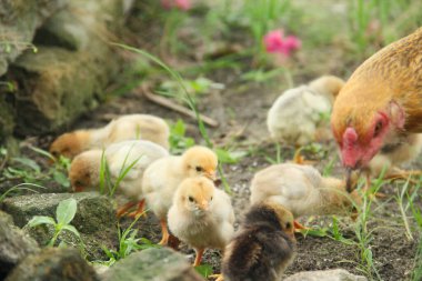 Bir tavuk ya da Gallus gallus domesticus. Otların arasında yavrularıyla yiyecek arıyor.