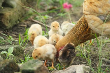 Bir tavuk ya da Gallus gallus domesticus. Otların arasında yavrularıyla yiyecek arıyor.