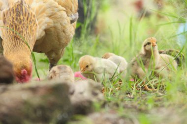 Bir tavuk ya da Gallus gallus domesticus. Otların arasında yavrularıyla yiyecek arıyor.