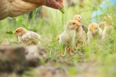 Bir tavuk ya da Gallus gallus domesticus. Otların arasında yavrularıyla yiyecek arıyor.