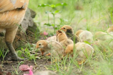 Bir tavuk ya da Gallus gallus domesticus. Otların arasında yavrularıyla yiyecek arıyor.