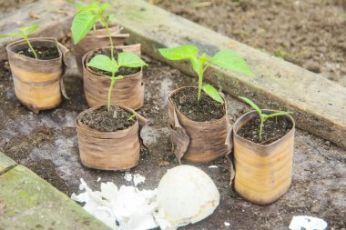 Muz yapraklarından yapılmış çoklu poşetleri kullanarak biber yetiştirme yeri yumurta kabuklarıyla süslenmiş küçük biber bitkileri toprak gübresi olarak kullanılıyor.