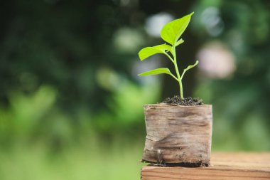 Muz yapraklarından yapılmış çoklu poşetleri kullanarak biber yetiştirme, sabah doğal bir geçmişi olan küçük biber bitkileri.
