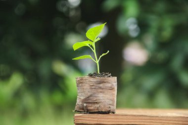 Muz yapraklarından yapılmış çoklu poşetleri kullanarak biber yetiştirme, sabah doğal bir geçmişi olan küçük biber bitkileri.