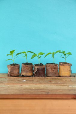 Muz yapraklarından yapılmış çoklu poşetlerle biber fidanlığı, parlak bir geçmişi olan küçük kırmızı biber bitkileri.