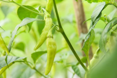 Capsicum frutescens veya cayenne biberi, kırmızı biber Solanaceae ailesine ait bir çalıdan gelir.