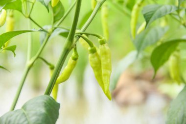 Capsicum frutescens veya cayenne biberi, kırmızı biber Solanaceae ailesine ait bir çalıdan gelir.