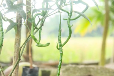 Yeşil biberli kırmızı biber bitkisinin canlı görüntüsü, ağaçta asılı yeşil biberler ve sabah güneşiyle aydınlanan