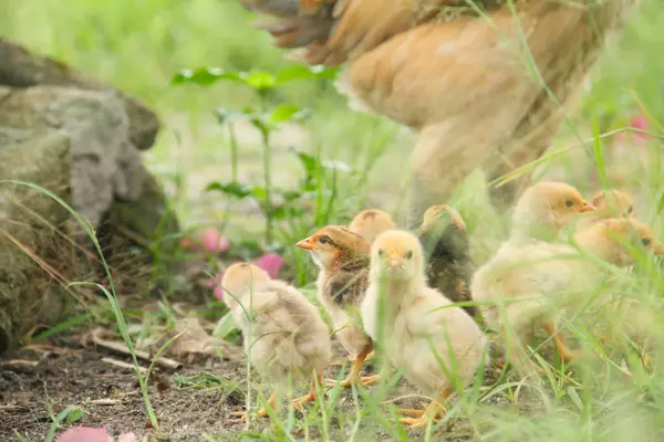 Bir tavuk ya da Gallus gallus domesticus. Otların arasında yavrularıyla yiyecek arıyor.