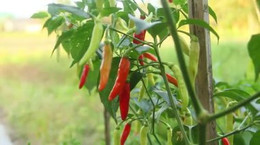 Farklı olgunlukta biber üreten organik bir tarlada kırmızı biber ya da kırmızı biber.