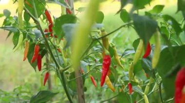 Farklı olgunlukta biber üreten organik bir tarlada kırmızı biber ya da kırmızı biber.