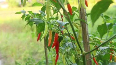 Farklı olgunlukta biber üreten organik bir tarlada kırmızı biber ya da kırmızı biber.