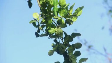 Yeşil kaffir kireç meyvesi hala ağaçta ve güneş ışığıyla parlıyor.