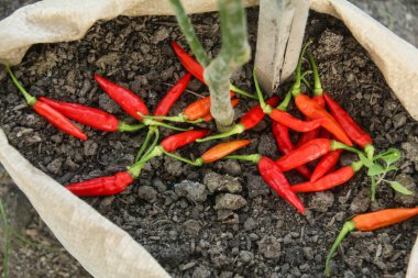 Capsicum frutescens veya kırmızıbiber olgunlaşmış organik bir çiftlikte bir çiftçi tarafından yeni hasat edilmiş.