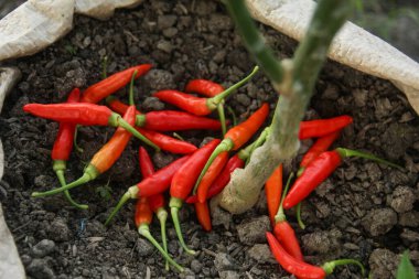 Capsicum frutescens veya kırmızıbiber olgunlaşmış organik bir çiftlikte bir çiftçi tarafından yeni hasat edilmiş.