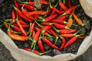 Capsicum frutescens veya kırmızıbiber olgunlaşmış organik bir çiftlikte bir çiftçi tarafından yeni hasat edilmiş.