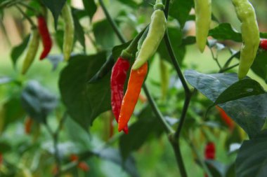 Farklı olgunlukta biber üreten organik bir tarlada kırmızı biber ya da kırmızı biber.